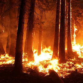 Wildfires and Wild Lives